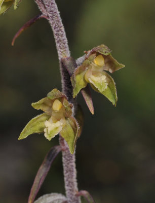 Epipactis microphylla. Close-up.