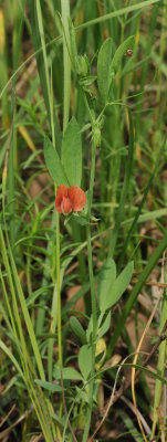 Lathyrus cicera.