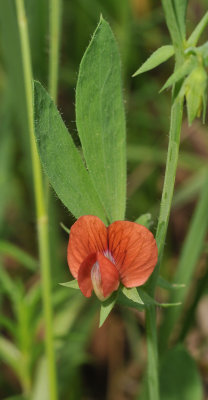 Lathyrus cicera. Close-up.