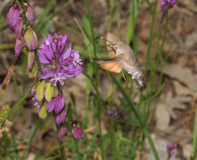 Macroglossum stellatarum