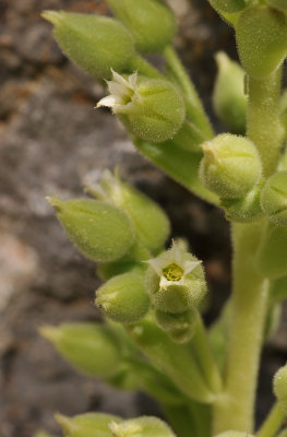 Succulent with minty scent. Close-up.