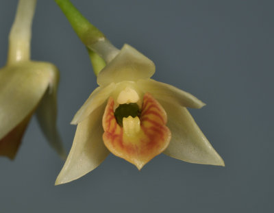 Dendrobium armeniacum. Close-up.