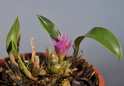 Dendrobium petiolatum 