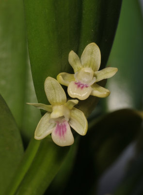 Dendrobium triquetrum. Close-up 