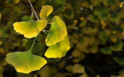 Ginkgo biloba Autumn.