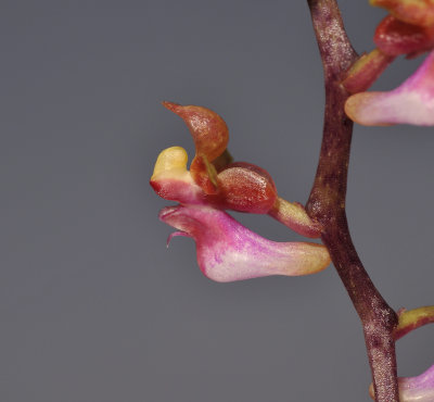 Malleola witteana. Close-up side.