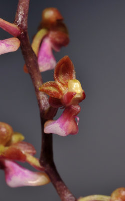 Malleola witteana. Close-up.