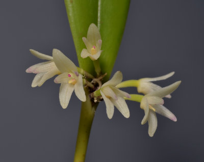 Myoxanthus octomerioides. Closer.