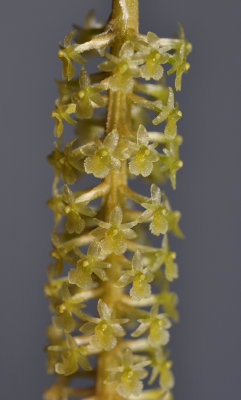 Oberonia ciliolata aff. Close-up.