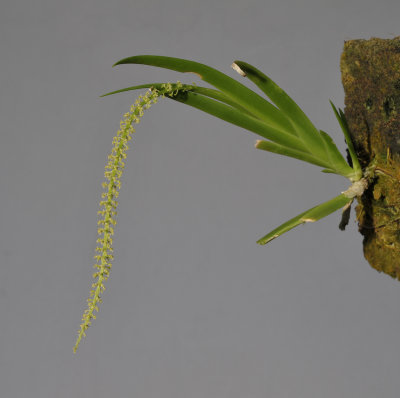 Oberonia singalangensis