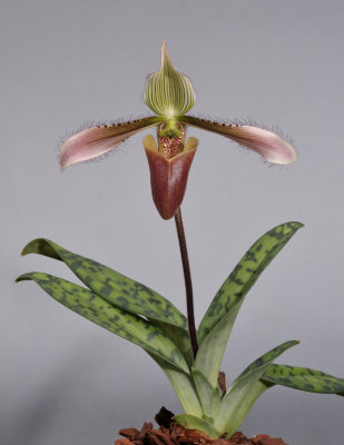 Paphiopedilum dayanum