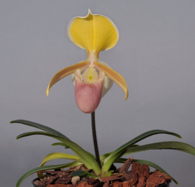 Paphiopedilum helenae