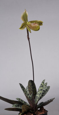 Paphiopedilum tonsum