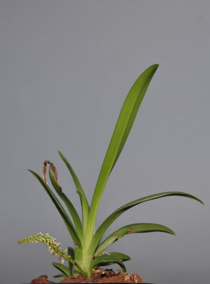 Phreatia sp.