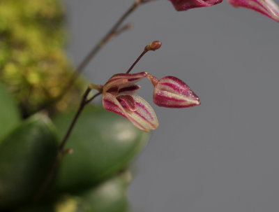 Pleurothallis grobyi complex. Close-up. 