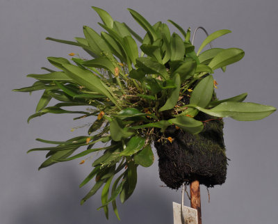 Pleurothallis Orange HBL.jpg