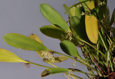 Pleurothallis sp. 