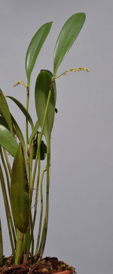 Pleurothallis sp. 