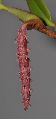 Bulbophyllum hastiferum. Closer.