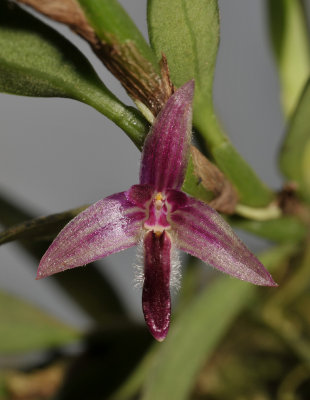 Bulbophyllum sp. Close-up.