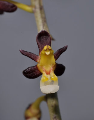 Cleisostoma fuerstenbergianum. Close-up.