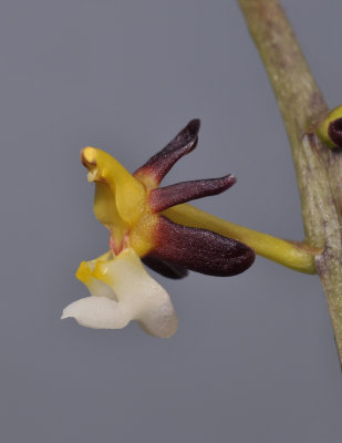 Cleisostoma fuerstenbergianum. Close-up side.