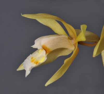 Coelogyne rochussenii. Close-up side.