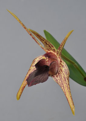 Dendrobium amplum. Close-up.