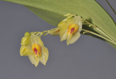 Lepanthes gargantua Closer.