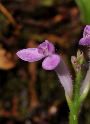 Arnottia mauritiana. Close-up.