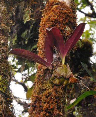 Bulbophyllum occlusum