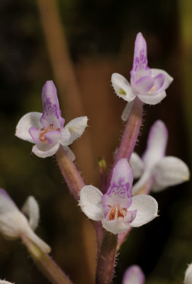 Cynorkis ridleyi. Close-up.