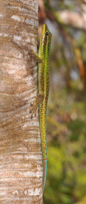 Phelsuma borbonica