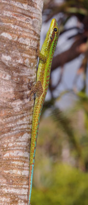 Phelsuma borbonica. Closer.