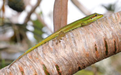 Phelsuma borbonica