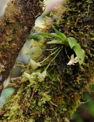 Angraecum cordemoyi