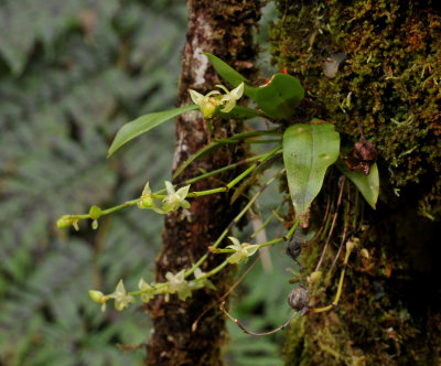 Angraecum cordemoyi 