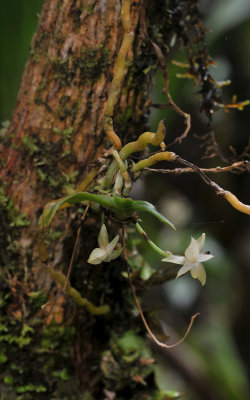 Angraecum cordemoyi 