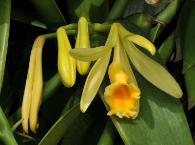 Vanilla pompona subsp. grandiflora . Close-up.