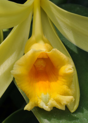 Vanilla pompona subsp. grandiflora. Close-up lip.