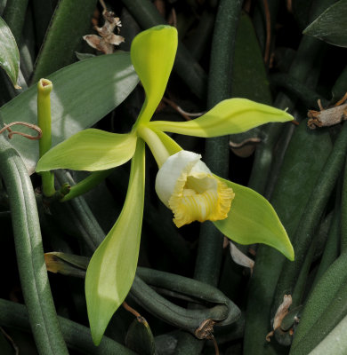 Vanilla bahiana. Close-up.