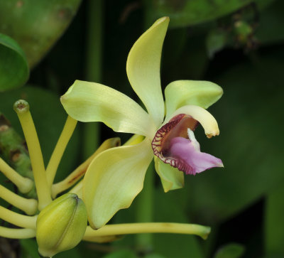 Vanilla crenulata. Close-up side.