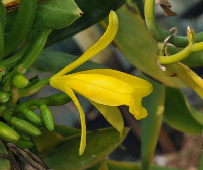 Vanilla palmarum. Close-up side. 