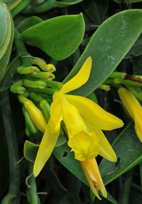 Vanilla palmarum. Close-up. 