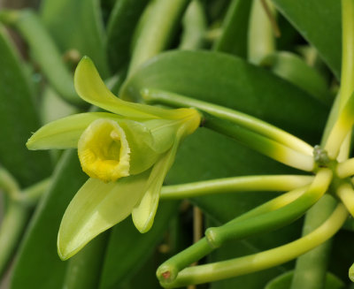 Vanilla planifolia. Close-up.