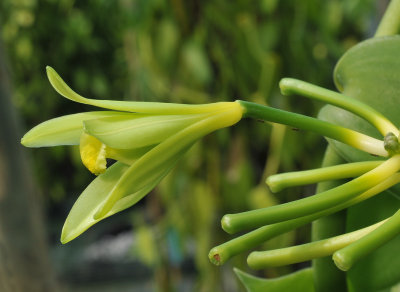 Vanilla planifolia. Close-up.side.