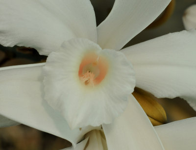 Vanilla cf. madagascariensis. Close-up.