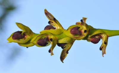 Bulbophyllum clavatum. Close-up.