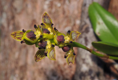 Bulbophyllum clavatum. Close-up.