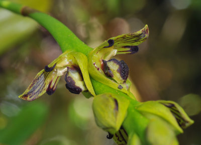Bulbophyllum clavatum. Close-up.